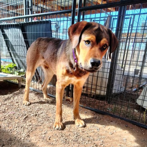 Goonther, an adoptable Shepherd in Taos, NM, 87571 | Photo Image 3