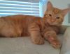 Tiny Garfield