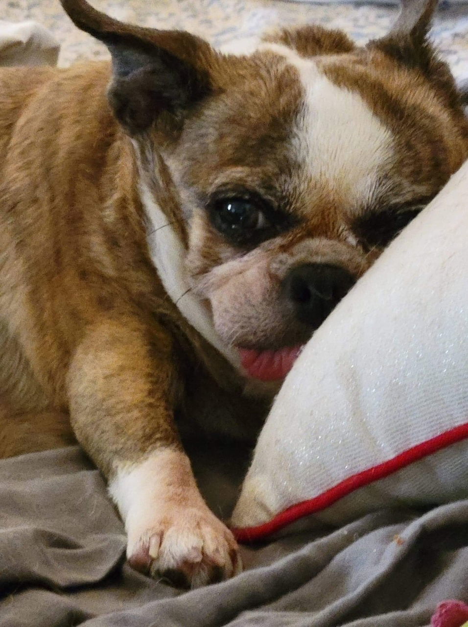 Henrietta (Permanent Foster)