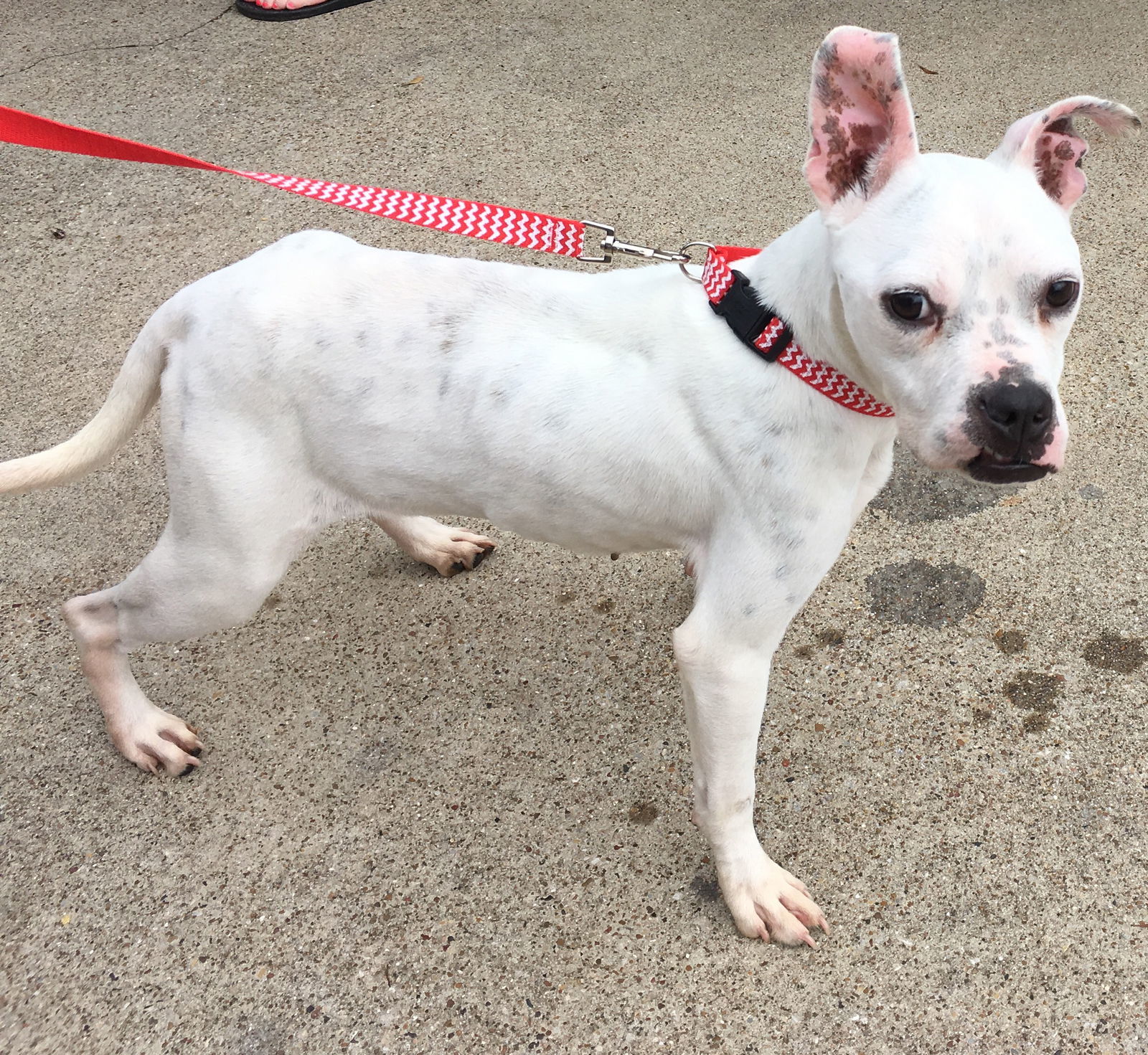 Marlee (Permanent Foster)
