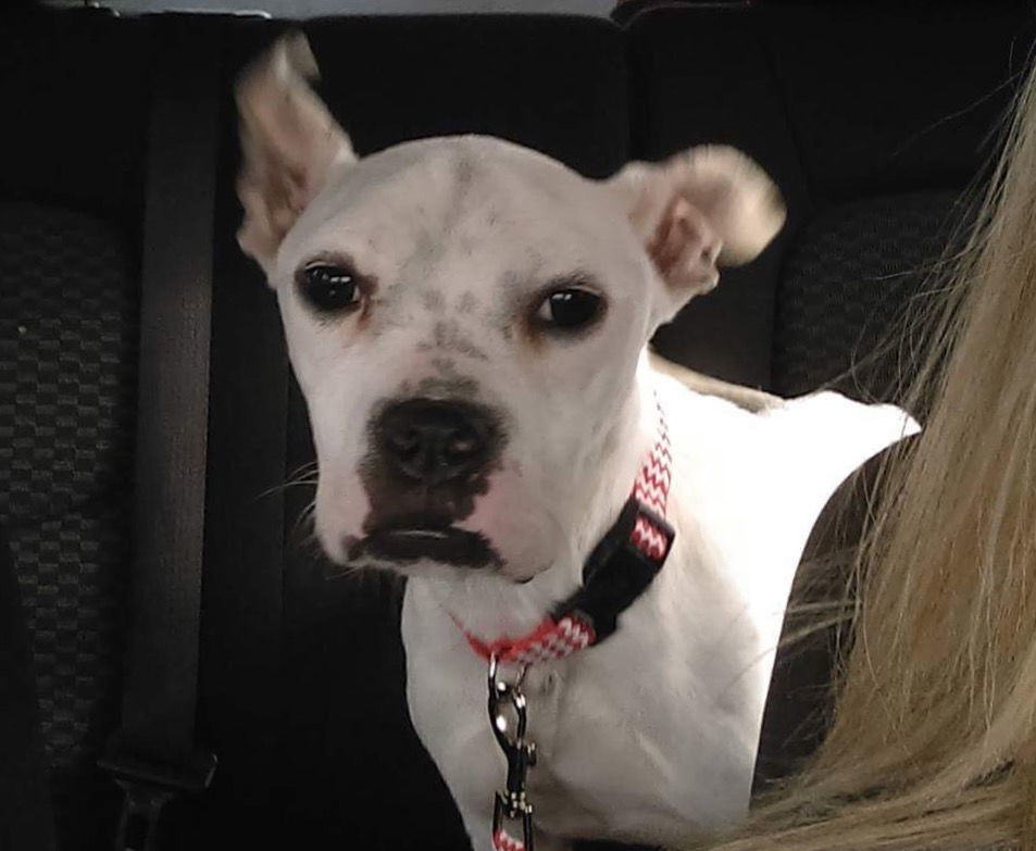 Marlee (Permanent Foster)
