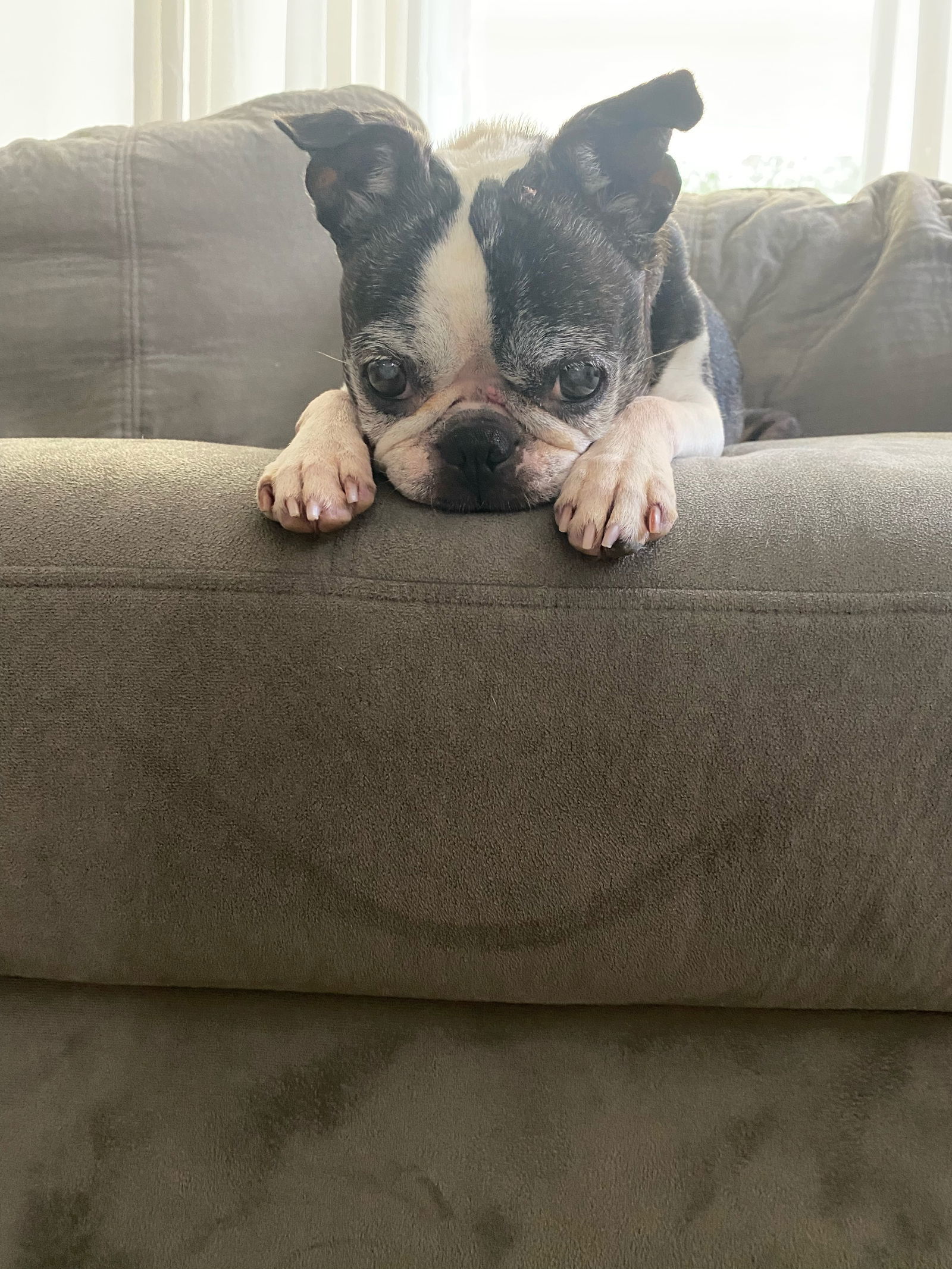 Winnie (Hospice Foster)