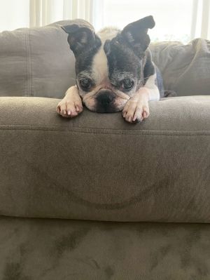 Winnie (Hospice Foster)