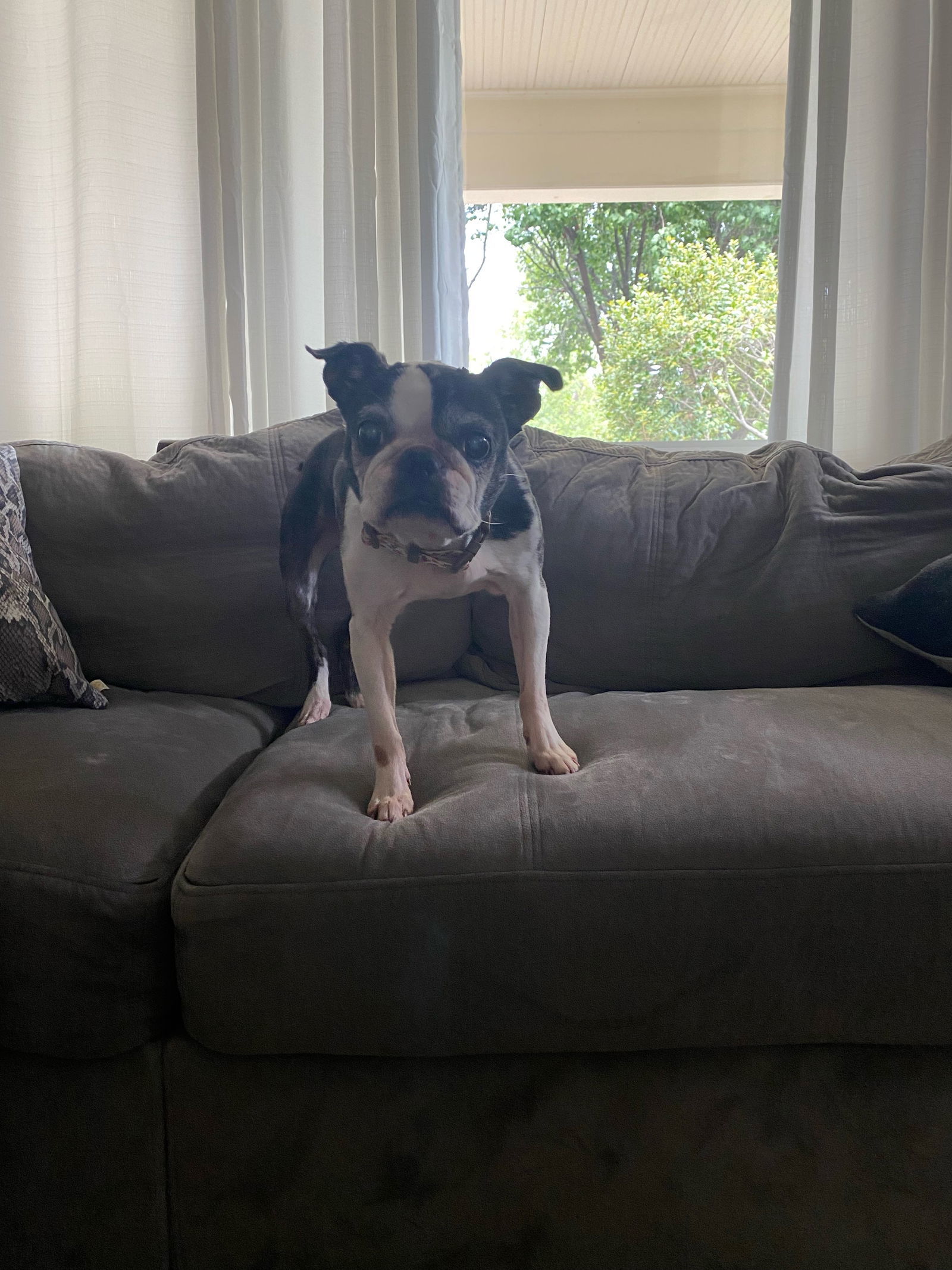 Winnie (Hospice Foster)