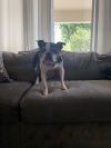 Winnie (Hospice Foster) photo 2