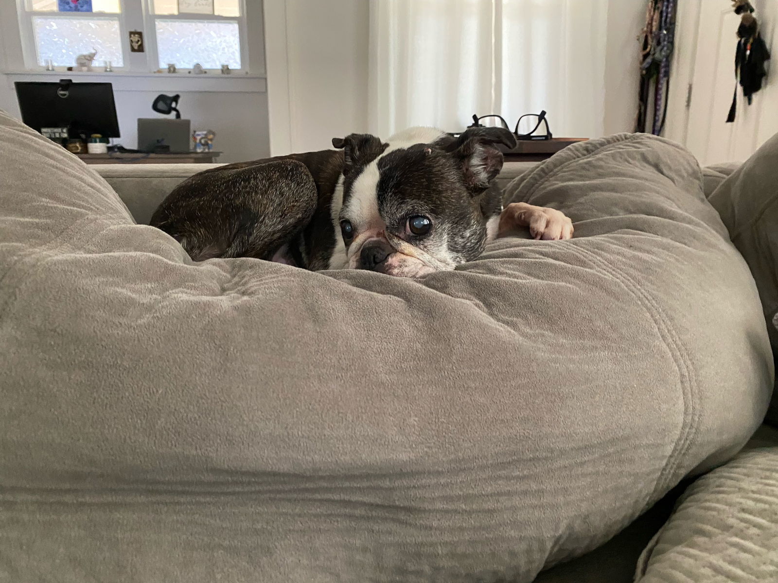 Winnie (Hospice Foster)
