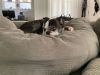 Winnie (Hospice Foster) photo 3