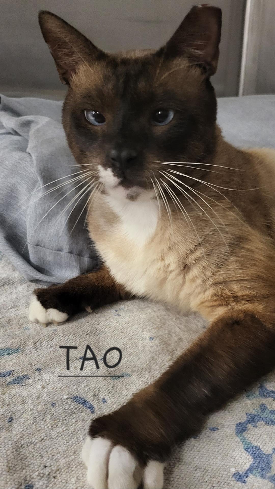 TAO (TAY-O), an adoptable Siamese, Snowshoe in Oakland Park, FL, 33334 | Photo Image 1