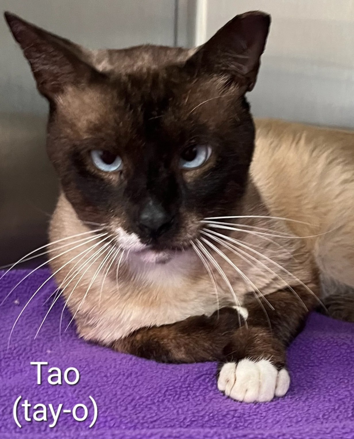 TAO (TAY-O), an adoptable Siamese, Snowshoe in Oakland Park, FL, 33334 | Photo Image 2