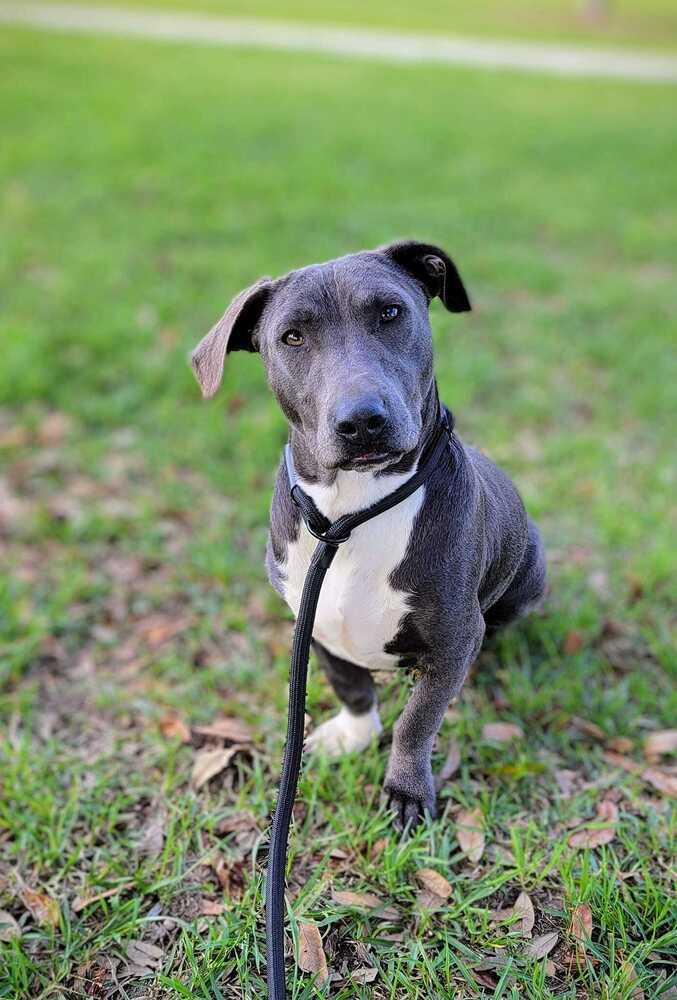 Brian, an adoptable Mixed Breed in Scott, LA, 70583 | Photo Image 1