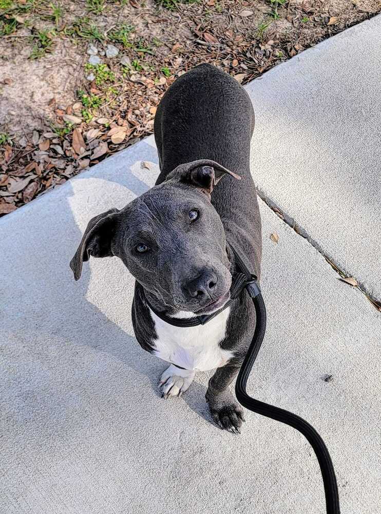 Brian, an adoptable Mixed Breed in Scott, LA, 70583 | Photo Image 2