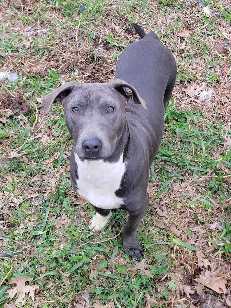 Brian, an adoptable Mixed Breed in Scott, LA, 70583 | Photo Image 3