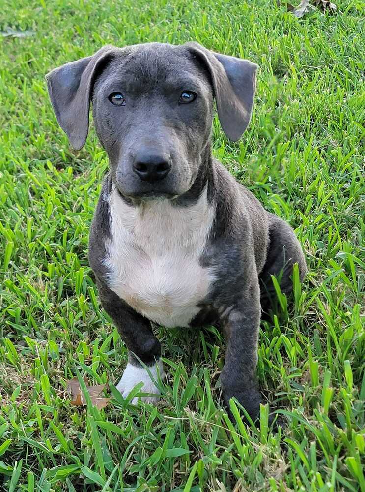 Brian, an adoptable Mixed Breed in Scott, LA, 70583 | Photo Image 4