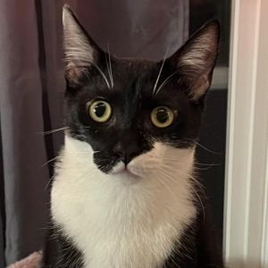 Mr Is male  a mostly black kitten with some with spots  He is bouncy enjoys skritches on his