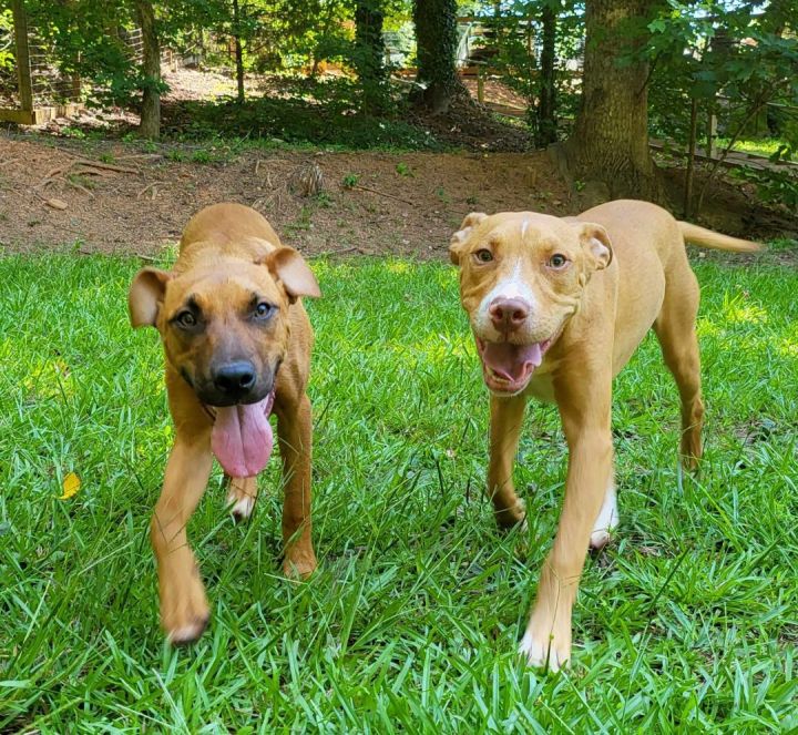 Dog for adoption - Lana, a Boxer & Black Mouth Cur Mix in Landrum, SC ...