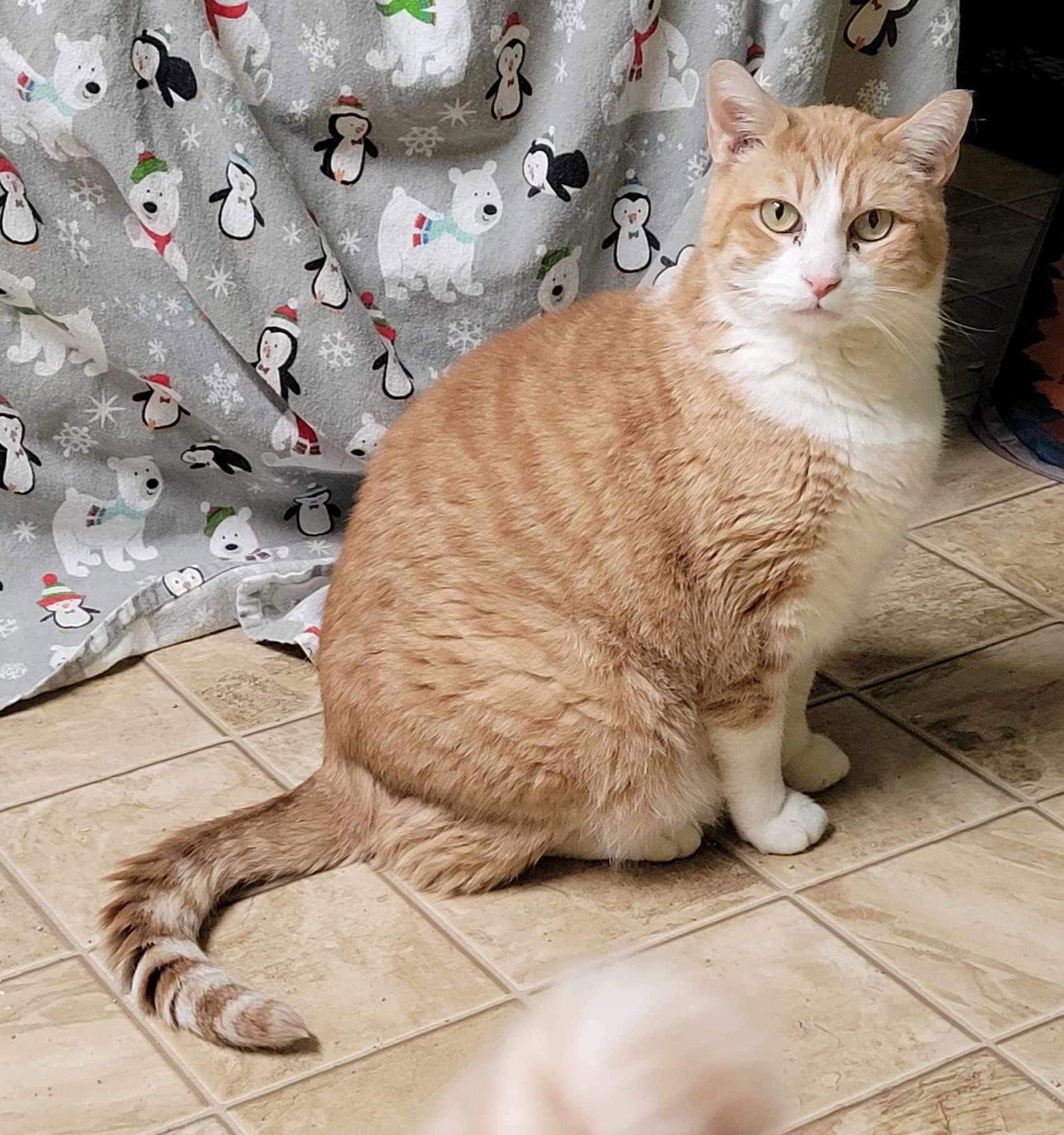 Wildman, an adoptable Domestic Short Hair in Stover, MO, 65078 | Photo Image 2