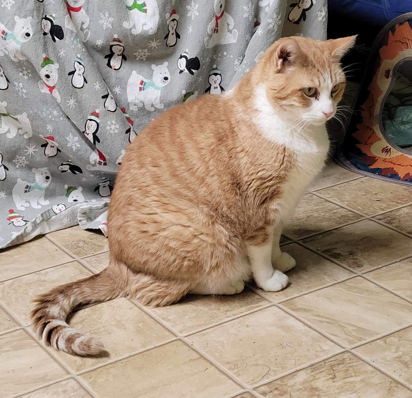 Wildman, an adoptable Domestic Short Hair in Stover, MO, 65078 | Photo Image 3