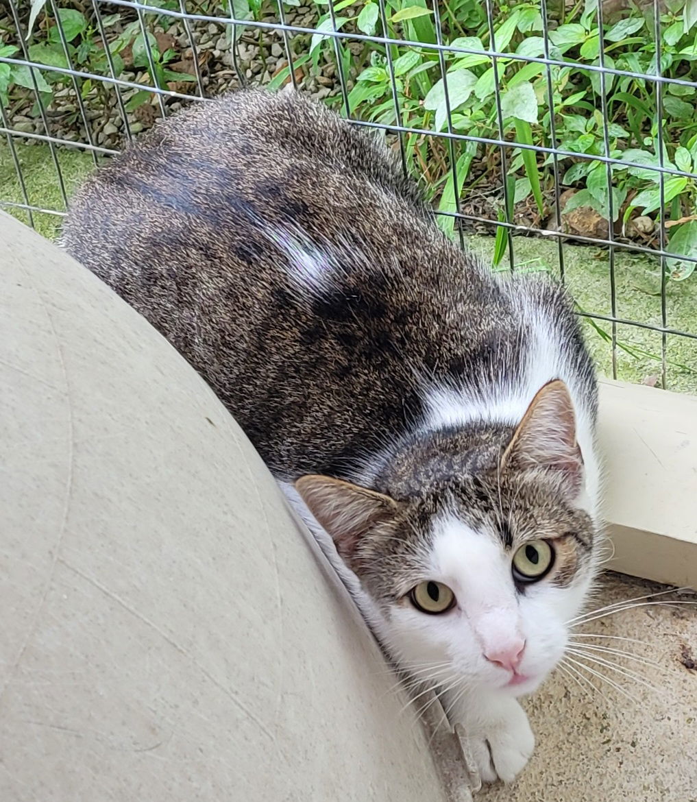 Flynn, an adoptable Domestic Short Hair in Stover, MO, 65078 | Photo Image 1