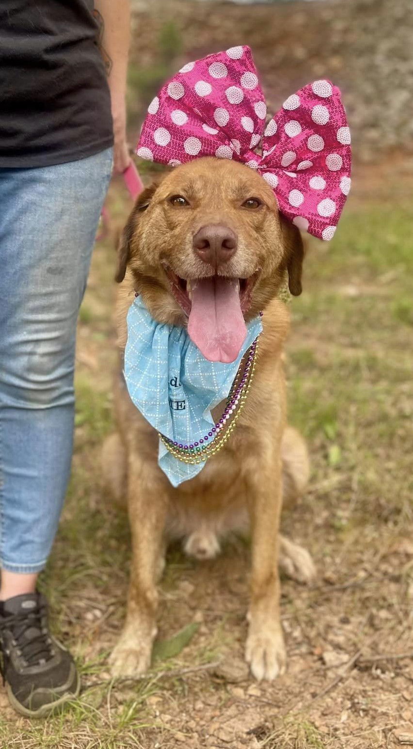 Harvard, an adoptable Labrador Retriever in Clarkesville, GA, 30523 | Photo Image 2