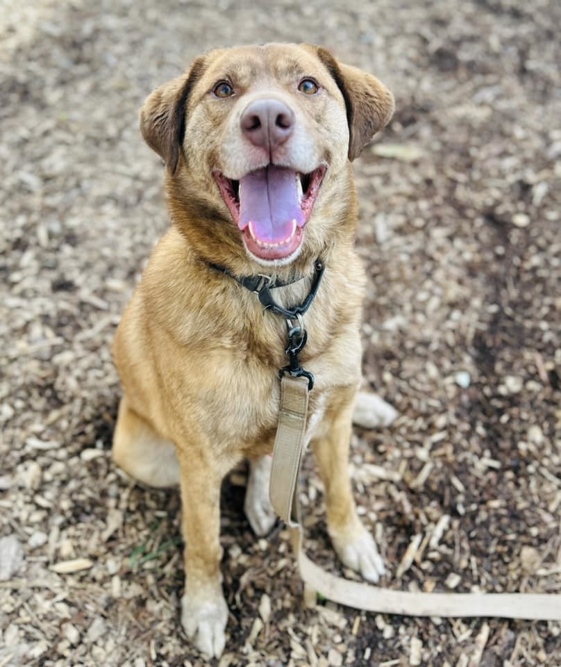 Harvard, an adoptable Labrador Retriever in Clarkesville, GA, 30523 | Photo Image 3