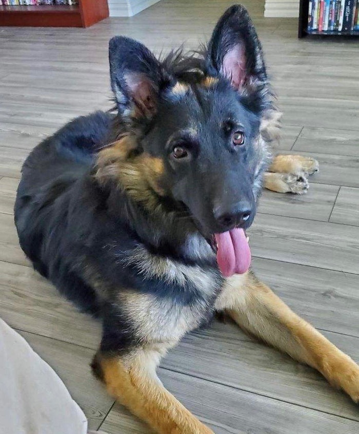 Dog for adoption - Rex, a German Shepherd Dog in Dallas, TX | Petfinder