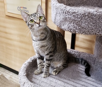 Vidalia, an adoptable Domestic Short Hair in Bulverde, TX, 78163 | Photo Image 1