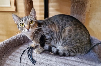 Vidalia, an adoptable Domestic Short Hair in Bulverde, TX, 78163 | Photo Image 3