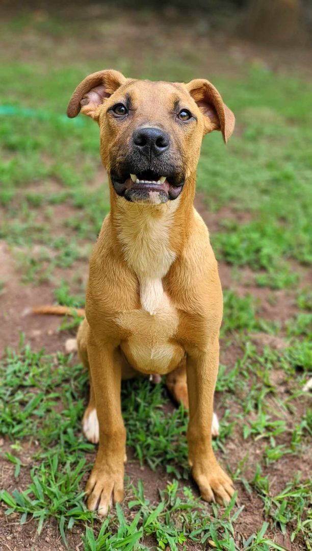 Black mouth cur store lab mix puppy