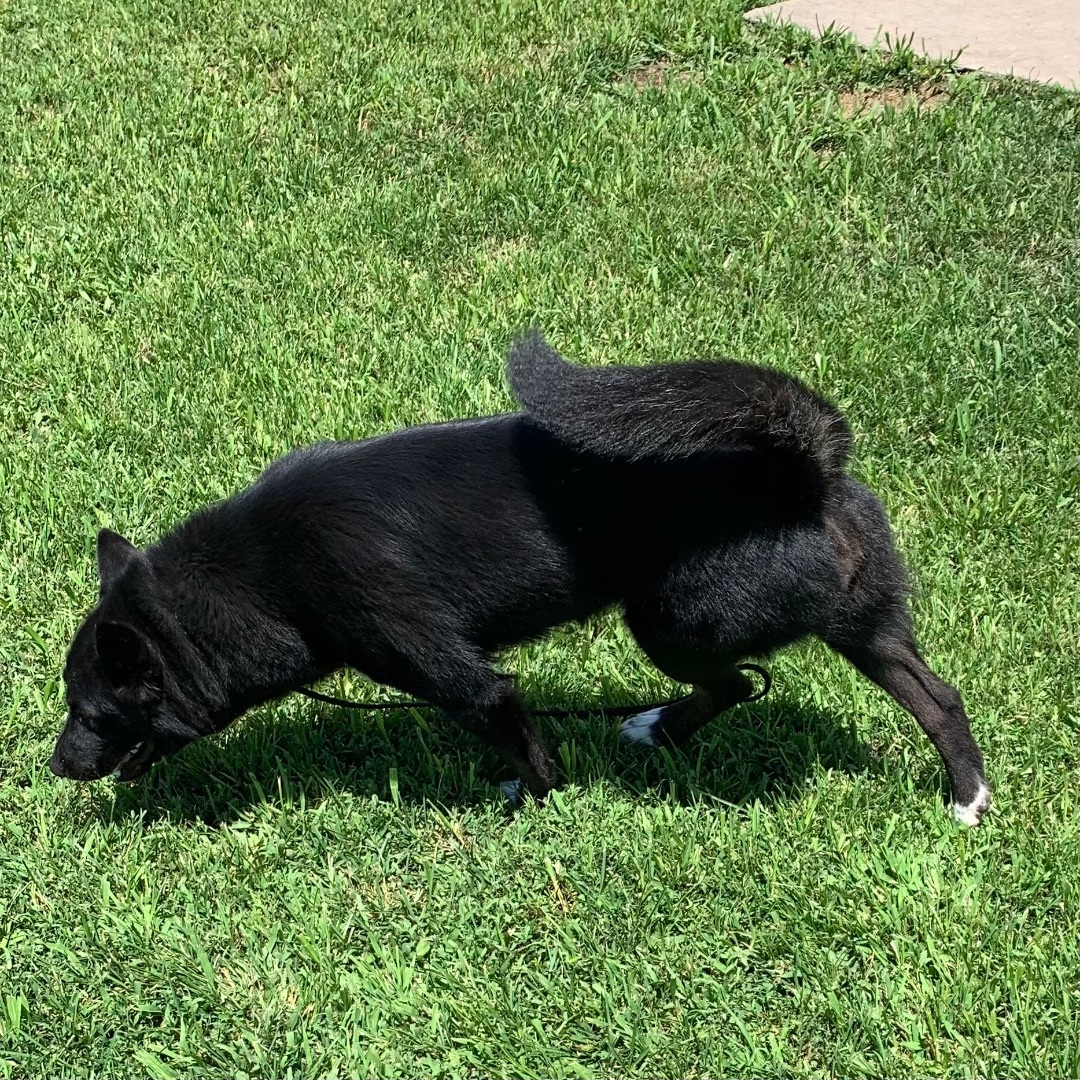 Onyx, an adoptable Husky, Shepherd in Trenton, MO, 64683 | Photo Image 2