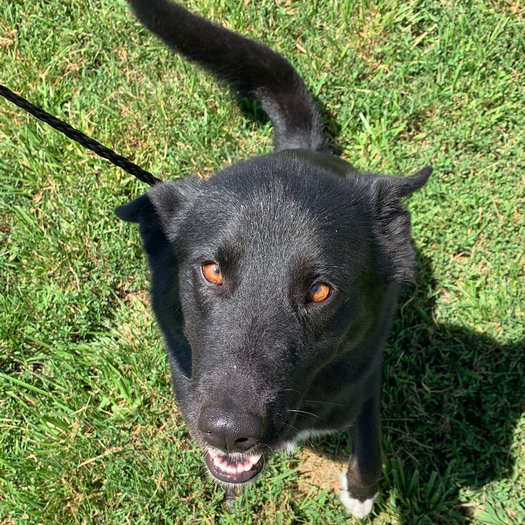 Onyx, an adoptable Husky, Shepherd in Trenton, MO, 64683 | Photo Image 3