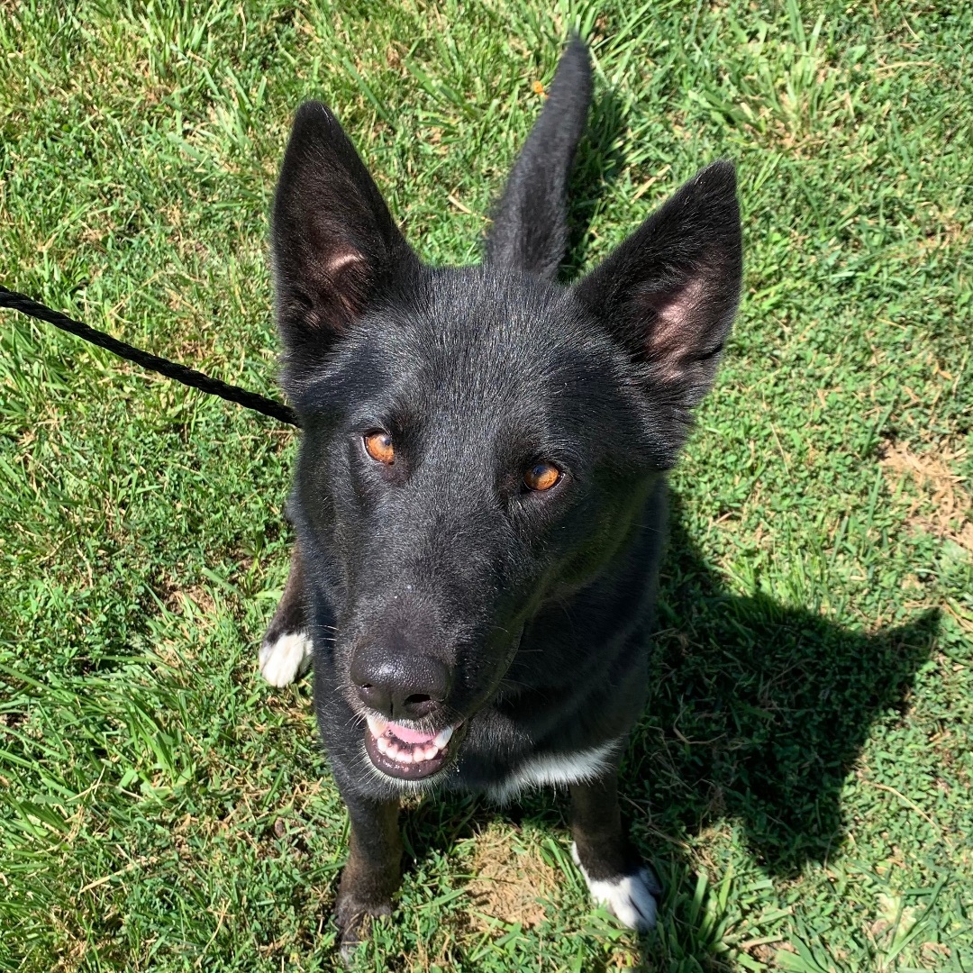 Onyx, an adoptable Husky, Shepherd in Trenton, MO, 64683 | Photo Image 1