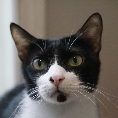 Jube, an adoptable Domestic Short Hair in West Des Moines, IA_image-1