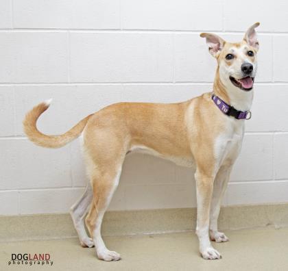 Tundra, an adoptable Shepherd Mix in Fishers, IN_image-3