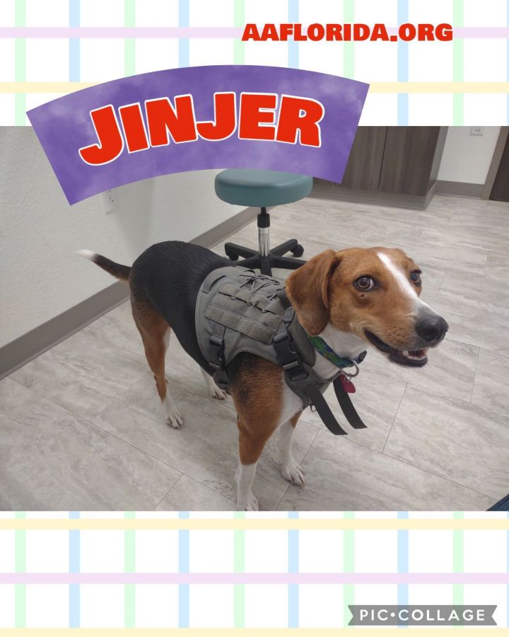 Jinjer, an adopted Treeing Walker Coonhound Mix in Pensacola, FL_image-1
