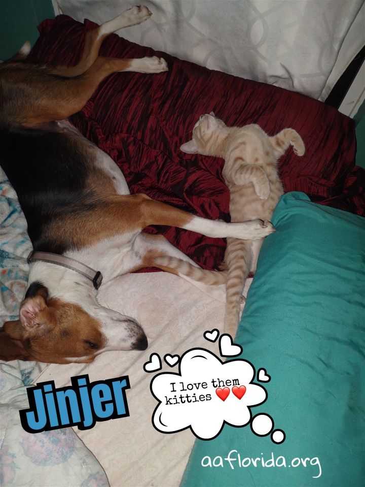 Jinjer, an adopted Treeing Walker Coonhound Mix in Pensacola, FL_image-3