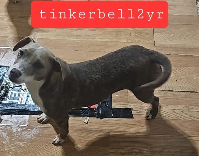 Tinkerbella, an adoptable Dachshund & Terrier Mix in abingdon, MD_image-1