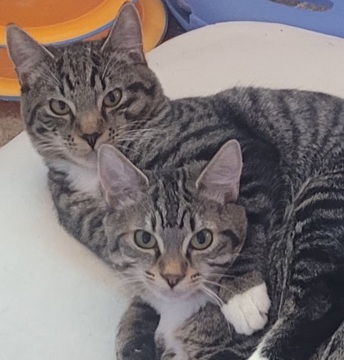Lap cats! 1