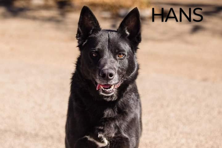 Hans, an adopted Shepherd Mix in Weatherford, TX_image-1