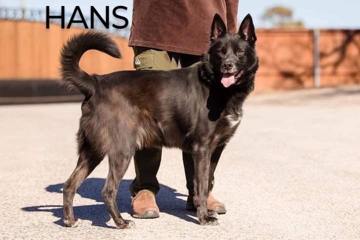 Hans, an adopted Shepherd Mix in Weatherford, TX_image-2