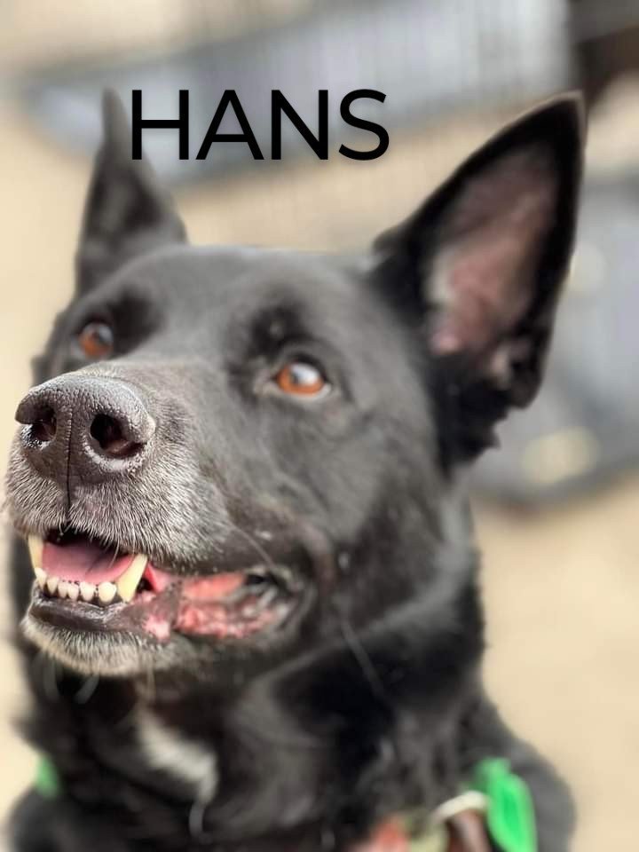 Hans, an adopted Shepherd Mix in Weatherford, TX_image-3