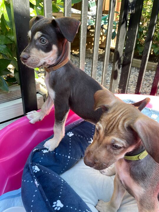 Male Puppies!, an adoptable Terrier Mix in San Francisco, CA_image-5