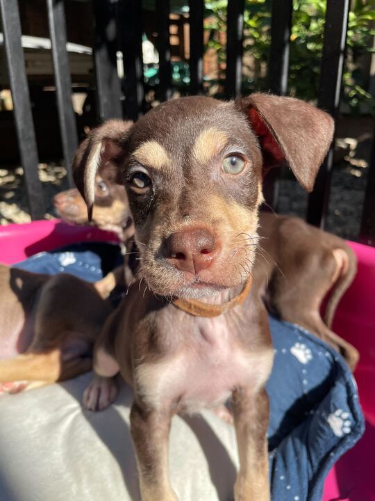 Male Puppies!, an adoptable Terrier Mix in San Francisco, CA_image-1
