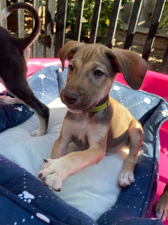 Male Puppies!, an adoptable Terrier Mix in San Francisco, CA_image-6