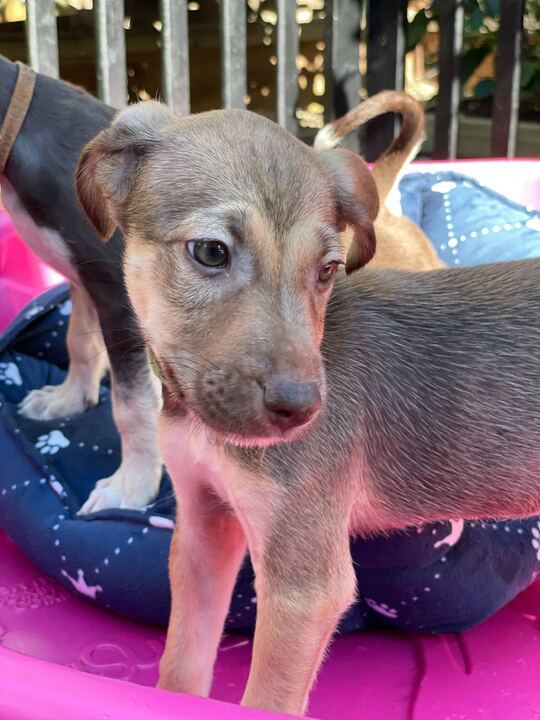 Terrier mix store puppies for adoption