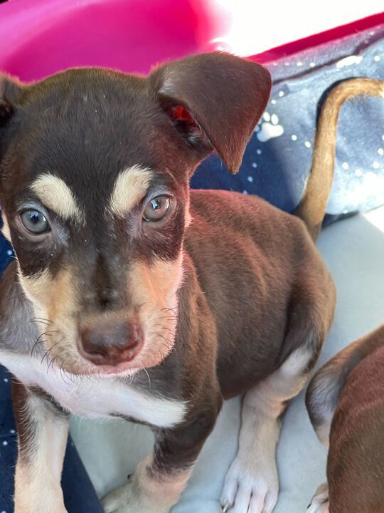 Female Puppies! 3