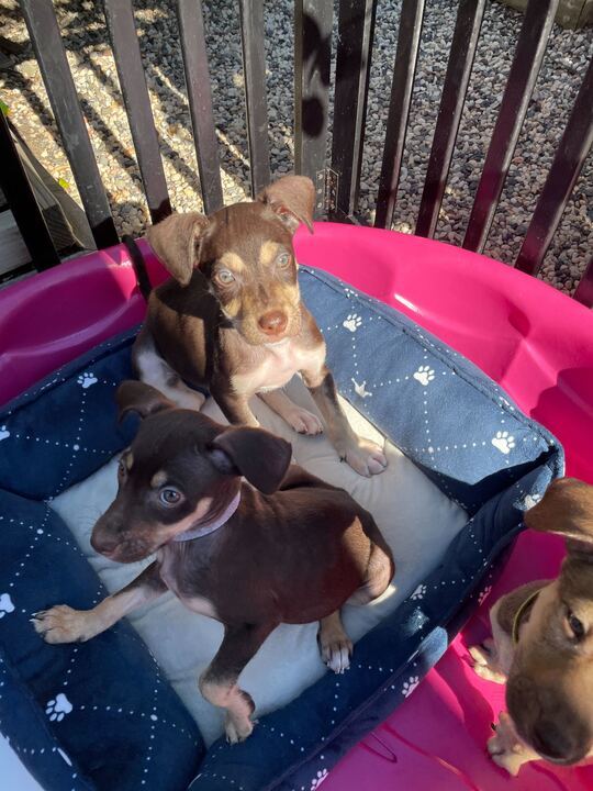Female Puppies!, an adoptable Terrier Mix in San Francisco, CA_image-4