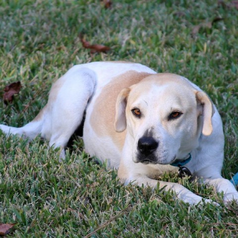 Missy, an adoptable Mixed Breed in Natchitoches, LA, 71457 | Photo Image 3