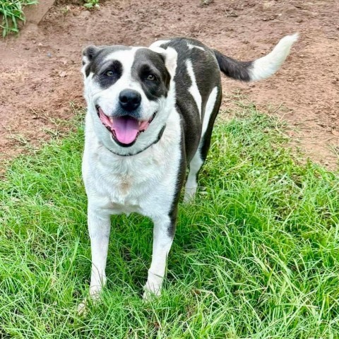 Patty Cake, an adoptable American Staffordshire Terrier in Natchitoches, LA, 71457 | Photo Image 1