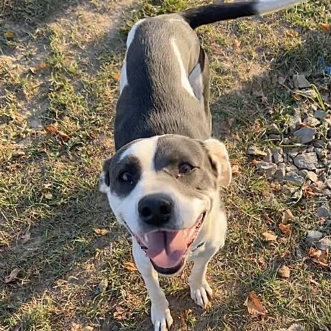 Patty Cake, an adoptable American Staffordshire Terrier in Natchitoches, LA, 71457 | Photo Image 2