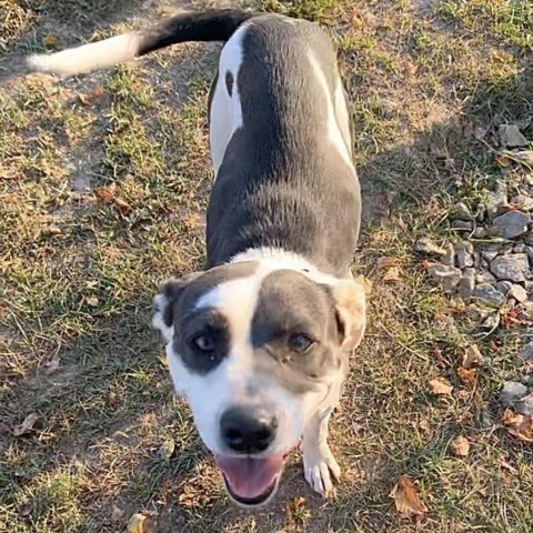 Patty Cake, an adoptable American Staffordshire Terrier in Natchitoches, LA, 71457 | Photo Image 2